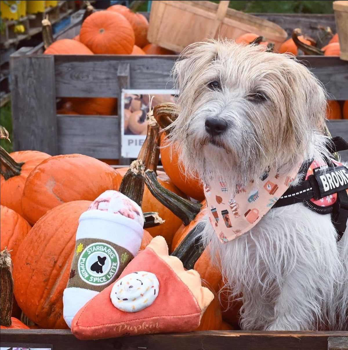 STARBARKS PUPKIN SPICE LATTE