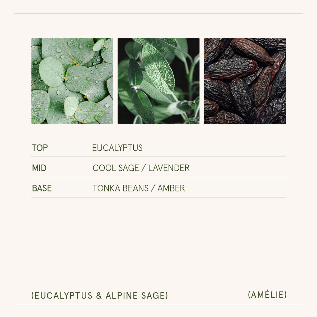 AMELIE CANDLE EUCALYPTUS & ALPINE SAGE