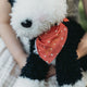 PEPPER THE DOG