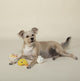 3-PIECE SMALL DOG TOY SET