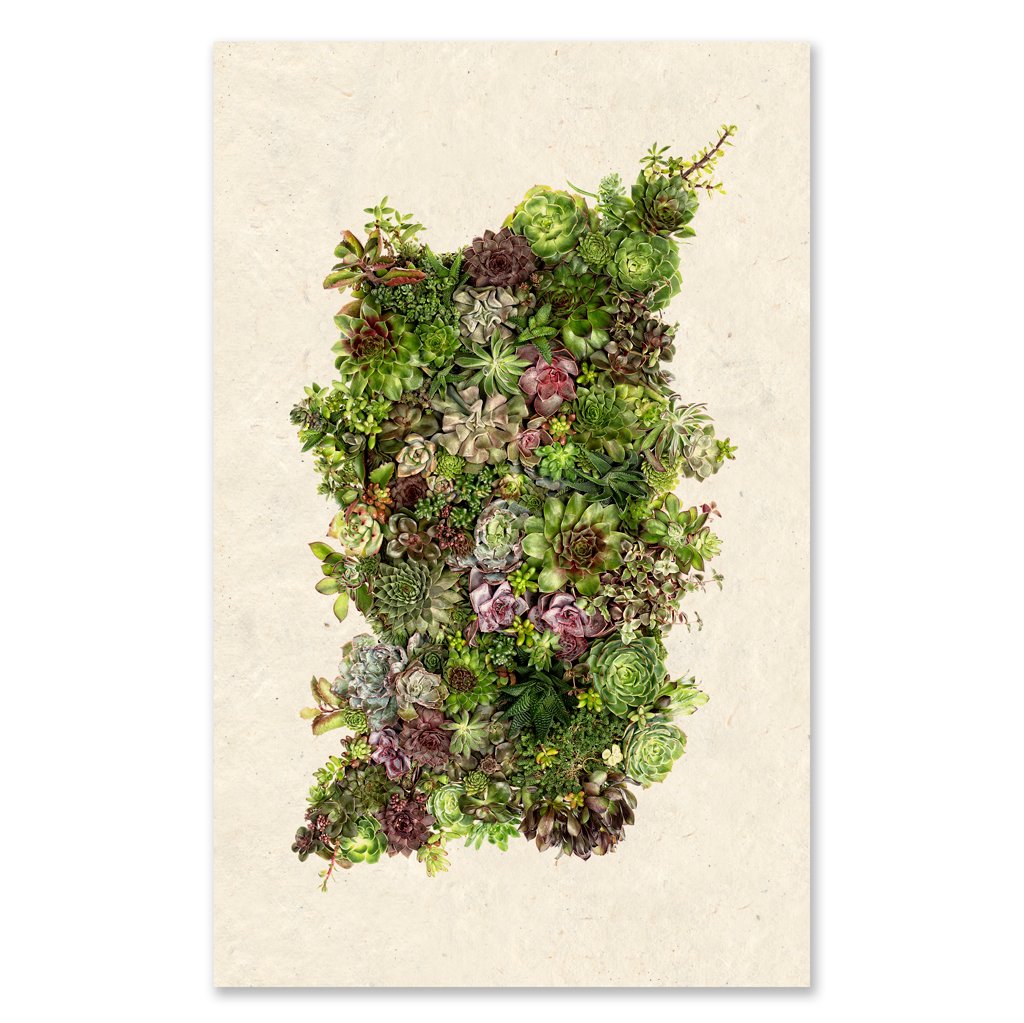 SUCCULENTS PRINT